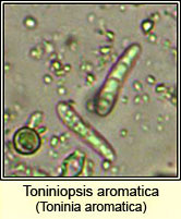 Toninia aromatica, microscope image
