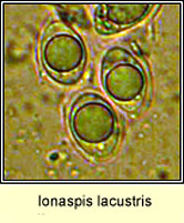 Ionaspis lacustris, ascospores