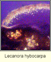 Lecanora hybocarpa