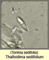 Toninia sedifolia