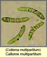 Collema multipartitum