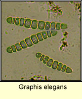 Graphis elegans, ascospore