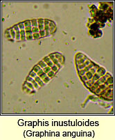 Graphina anguina, ascus and spores
