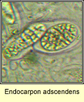 Endocarpon adscendens