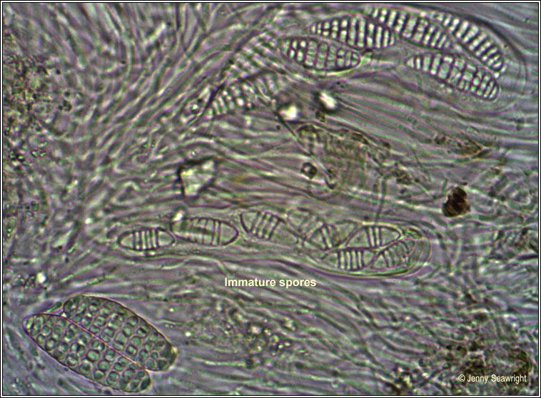 Graphina anguina, immature spores