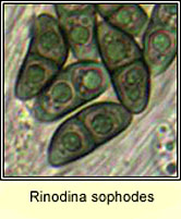 Rinodina sophodes