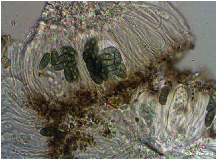 Rinodina sophodes, ascospores
