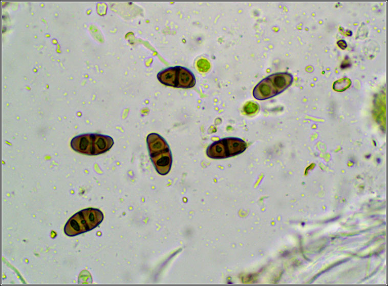 Rinodina sophodes, ascospores