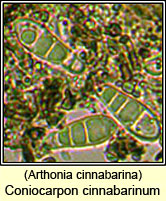 Arthonia cinnabarina