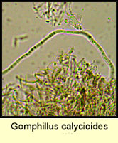Gomphillus calycioides, micro photo