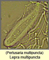Pertusaria multipuncta
