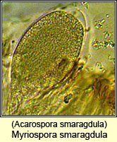 Acarospora smaragdula, ascospores