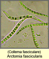 Arctomia fascicularis, Collema fasciculare