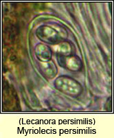 Lecanora persimilis