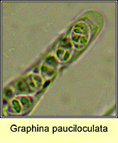 Graphina pauciloculata, spore
