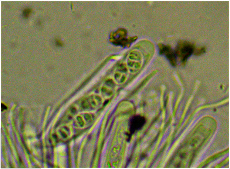 Graphina pauciloculata, ascus, spores