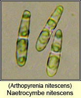 Naetrocymbe nitescens, Arthopyrenia nitescens