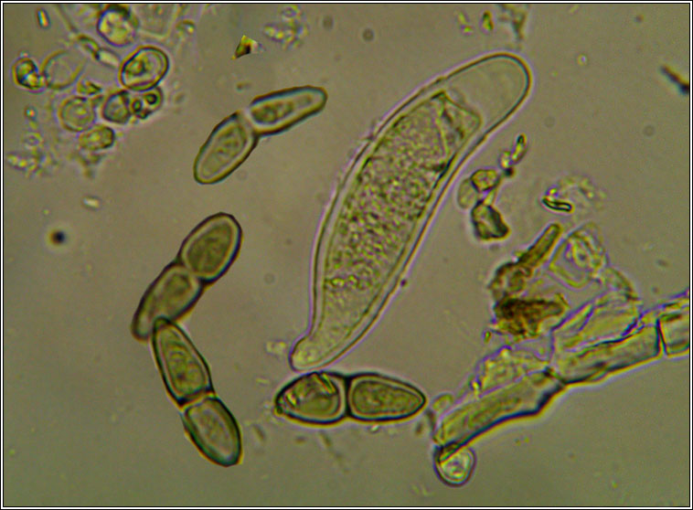 Mycoporum antecellens, ascospore