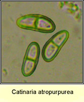 Catinaria atropurpurea, ascospores