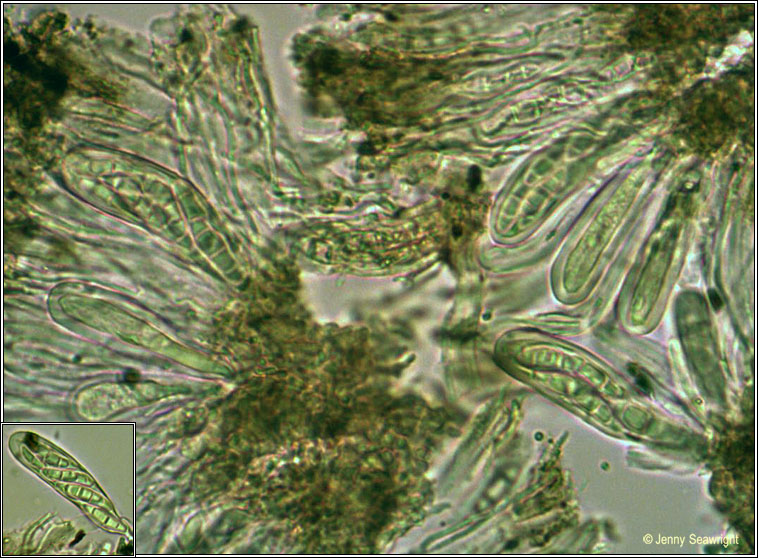 Opegrapha herbarum, microscope photos