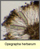 Opegrapha herbarum, section