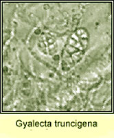 Gyalecta truncigena, spore