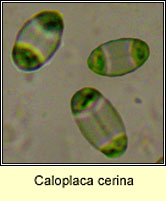 Caloplaca cerina