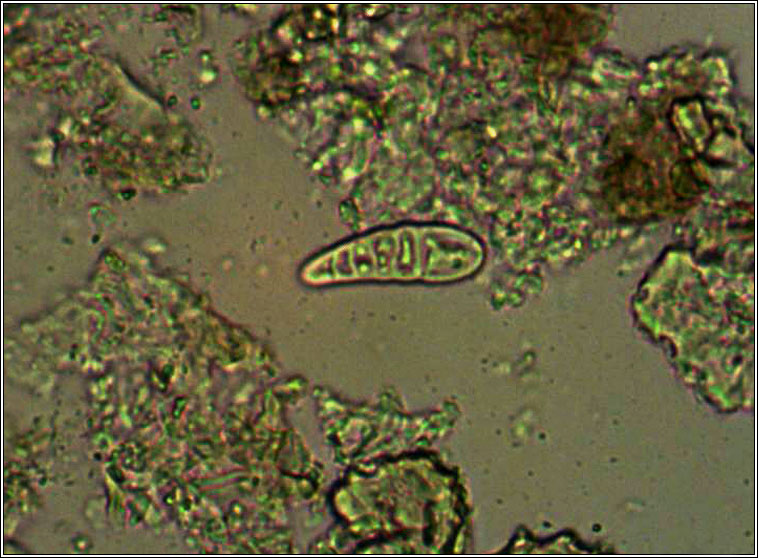 Arthonia ilicina, ascospore