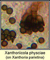Xanthoriicola physciae, conidia