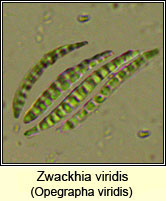 Opegrapha viridis, ascus and spores