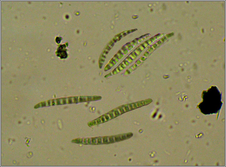 Opegrapha viridis, ascus and spores