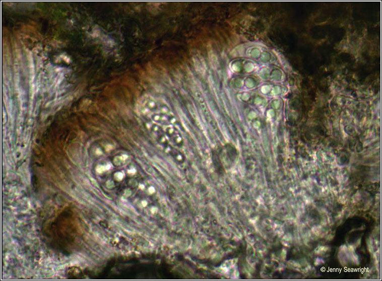 Lecanora horiza