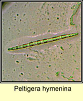 Peltigera hymenina, ascospores