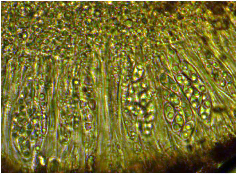 Caloplaca flavocitrina
