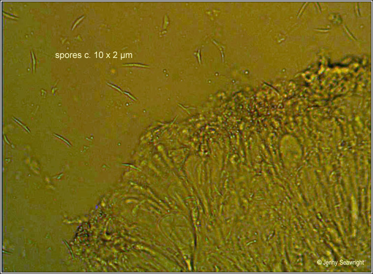 Cliostomum tenerum, ascospores