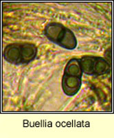Buellia ocellata, ascospores