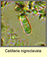 Catillaria nigroclavata, ascospore