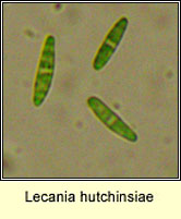 Lecania hutchinsiae