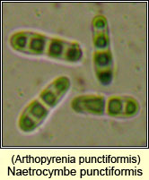 Arthopyrenia punctiformis