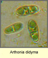 Arthonia didyma, ascospore