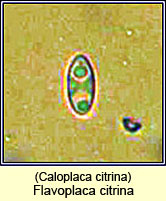 Caloplaca citrina