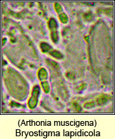 Arthonia muscigena