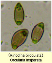 Orcularia insperata, Rinodina biloculata