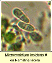 Mixtoconidium insidens (Mixtoconium canariense)