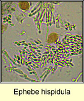 Ephebe hispidula, conidia