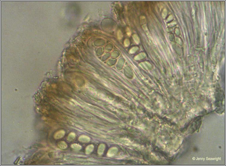 Lecanora chlarotera, ascus and spores