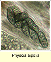 Physcia aipolia, microscope image
