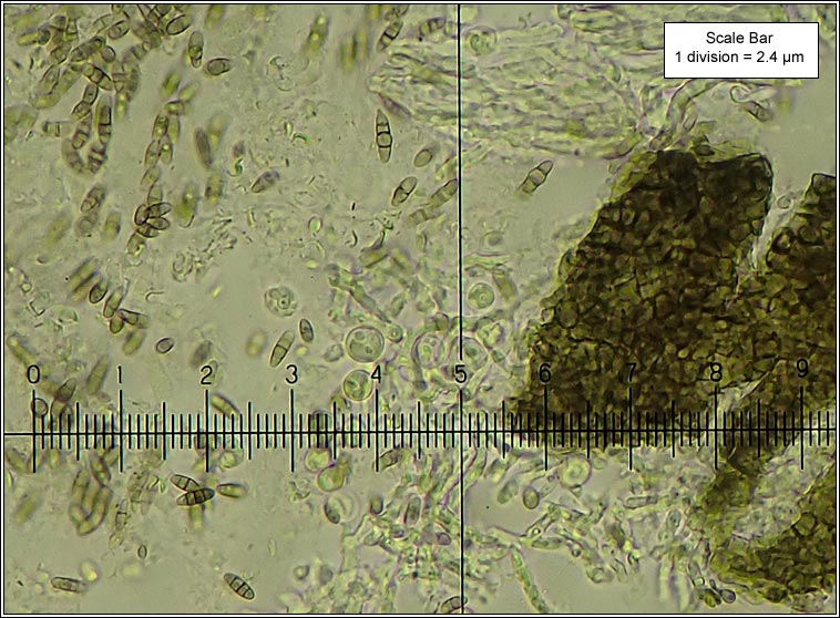 Muellerella solenopsorae
