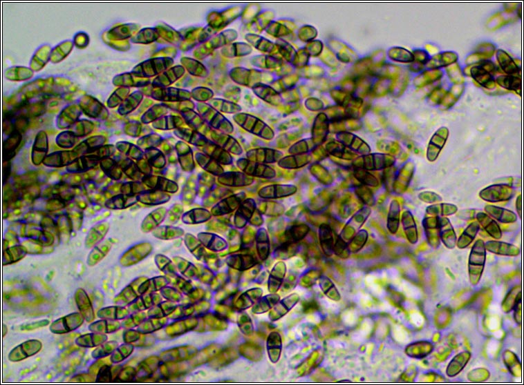 Muellerella solenopsorae