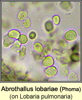 Abrothallus lobariae (Phoma lobariae) on Lobaria pulmonaria